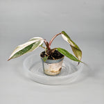 Philodendron 'red Anderson' - F | Rare Houseplants