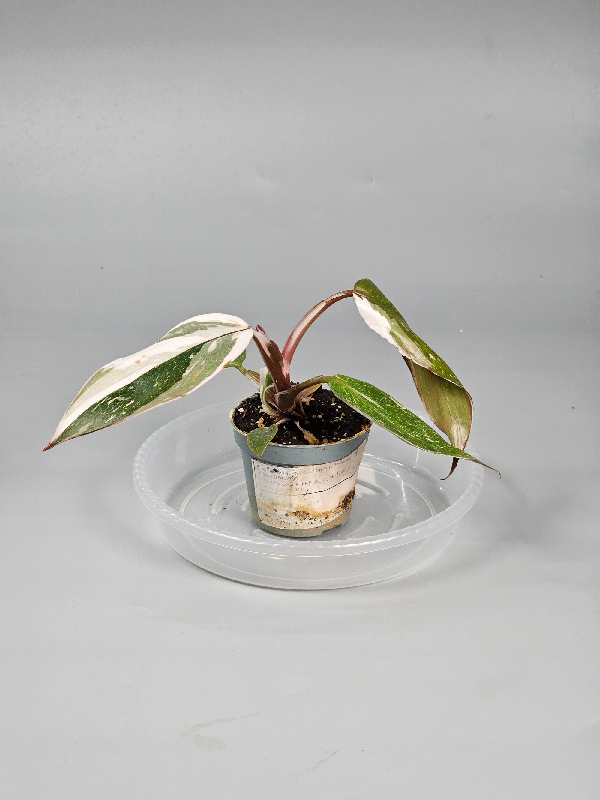 Philodendron 'red Anderson' - F | Rare Houseplants