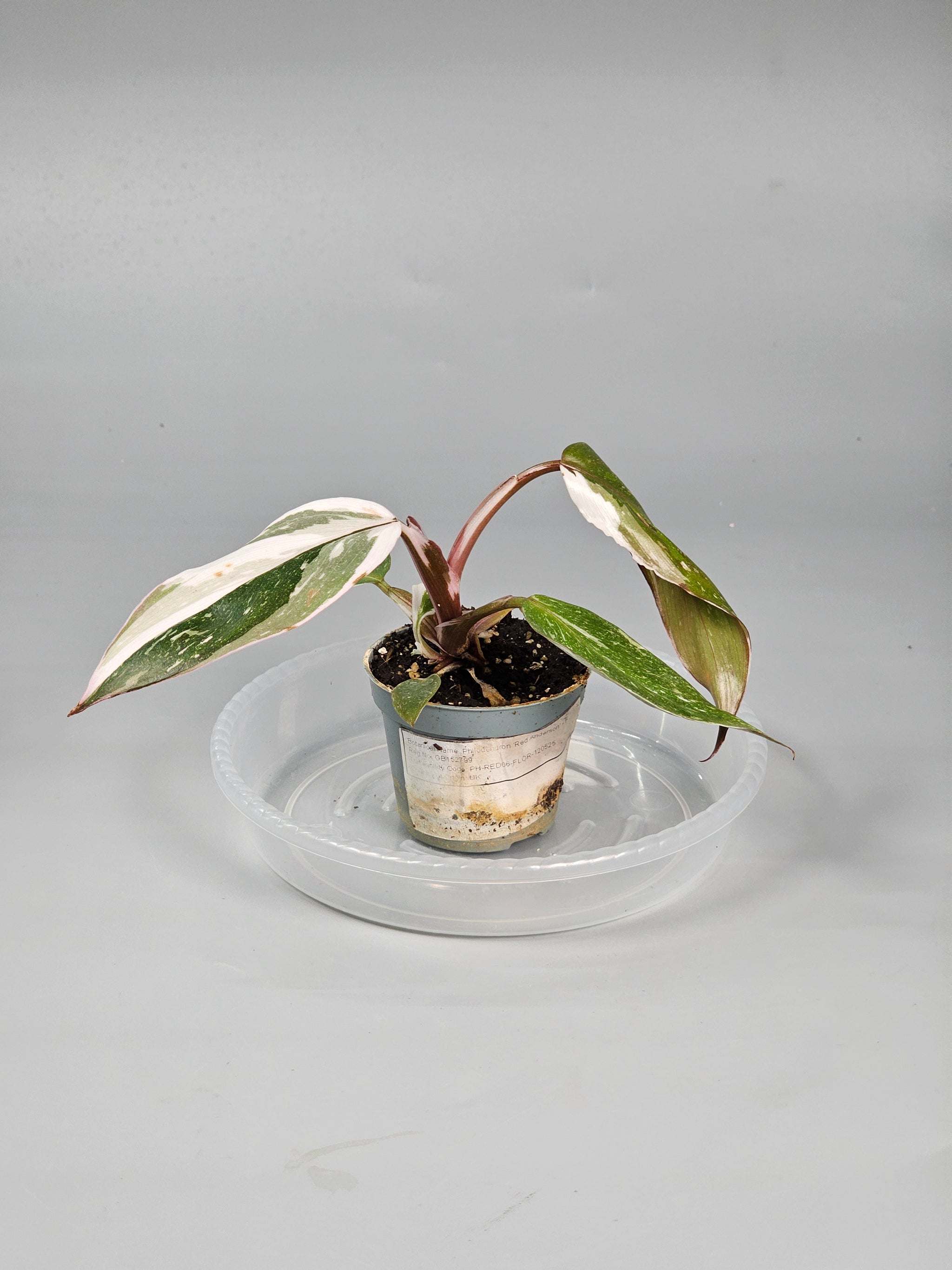 Philodendron 'red Anderson' - F | Rare Houseplants