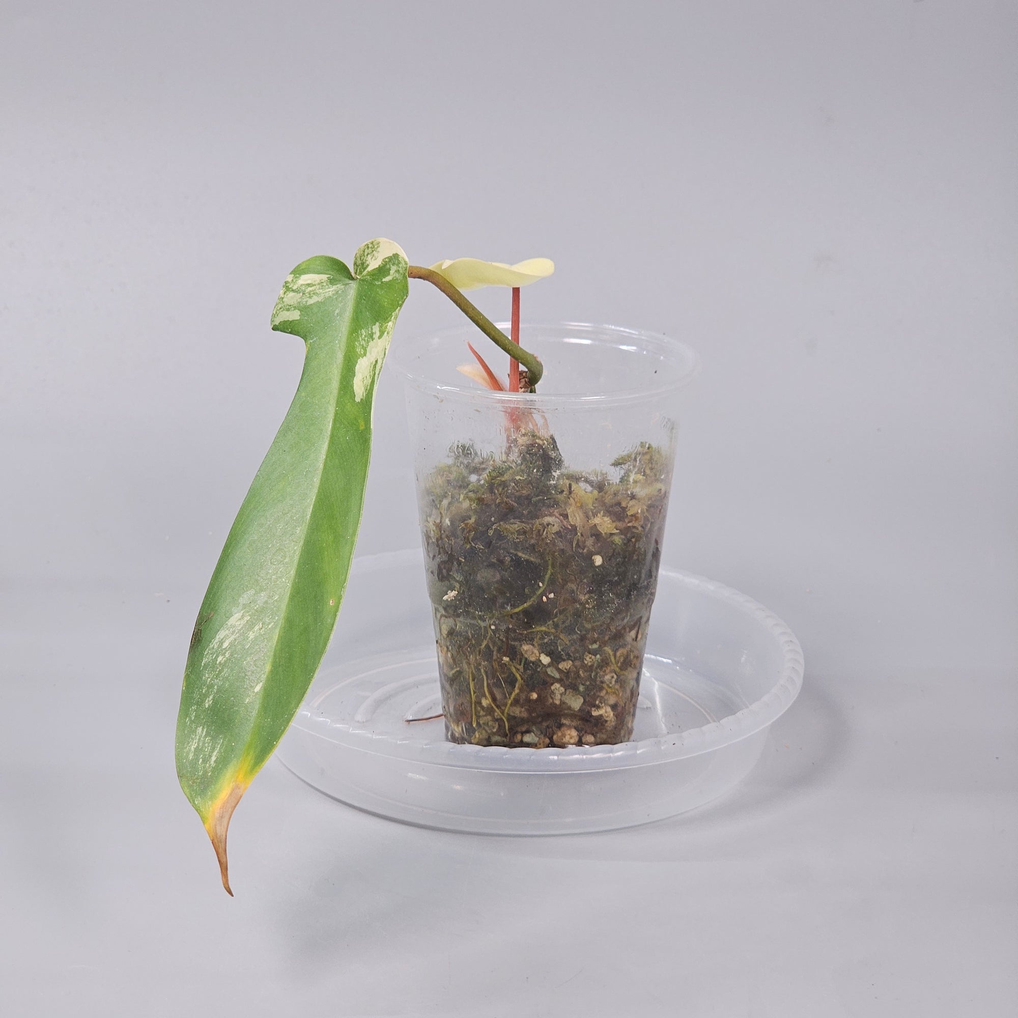 Philodendron Florida beauty