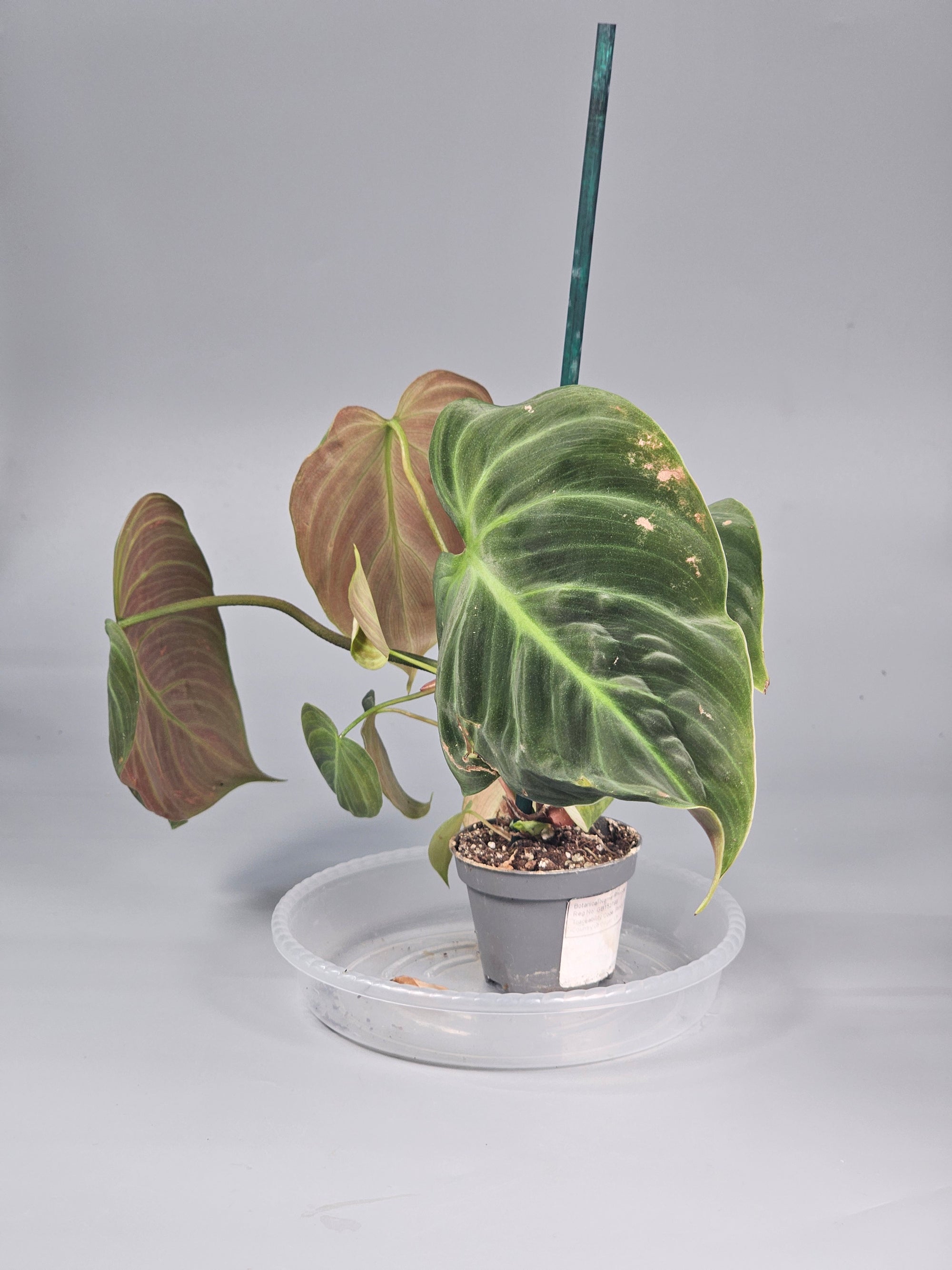 Philodendron 'el Choco Red' - D | Rare Houseplants