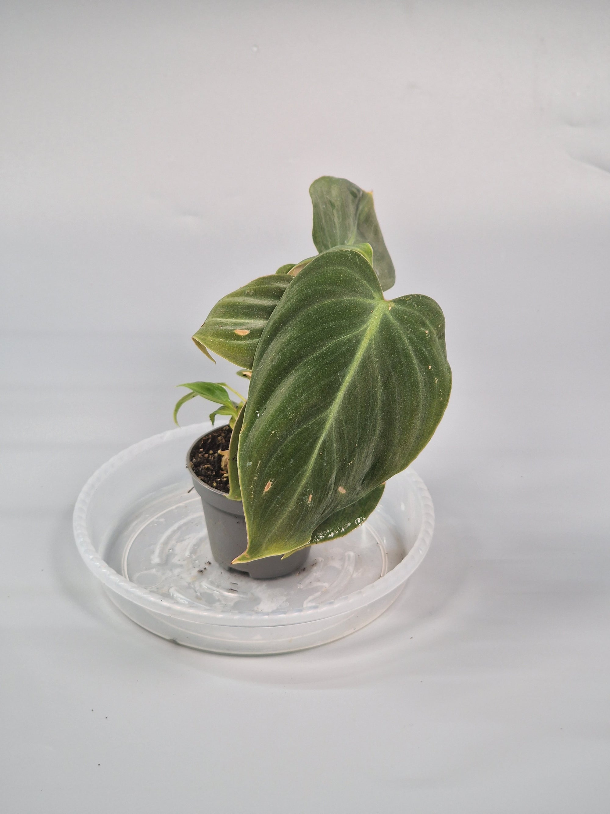 Philodendron 'el Choco Red'6cm - A | Rare Houseplants