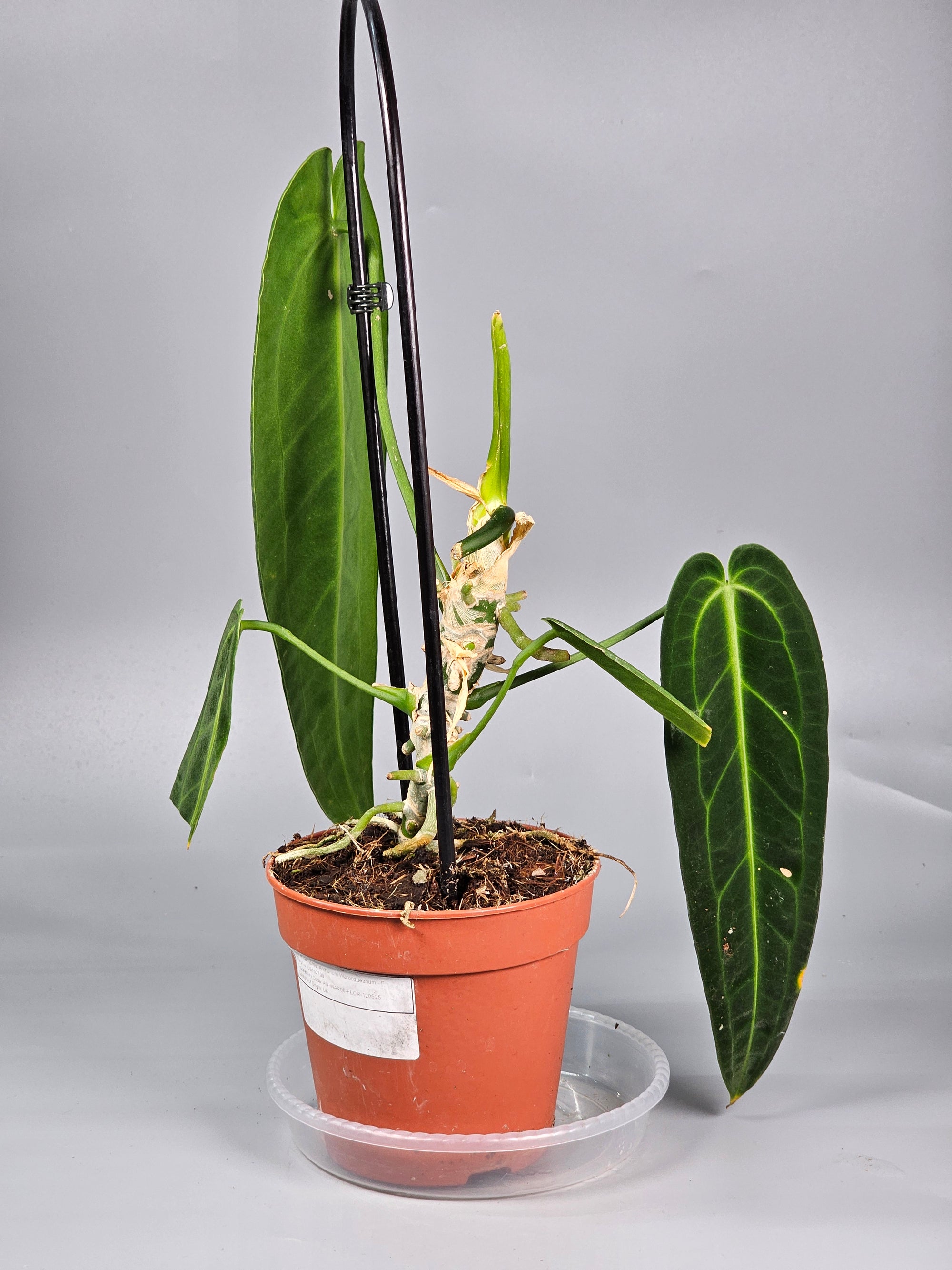 Anthurium Warocqueanum - F | Rare Houseplants