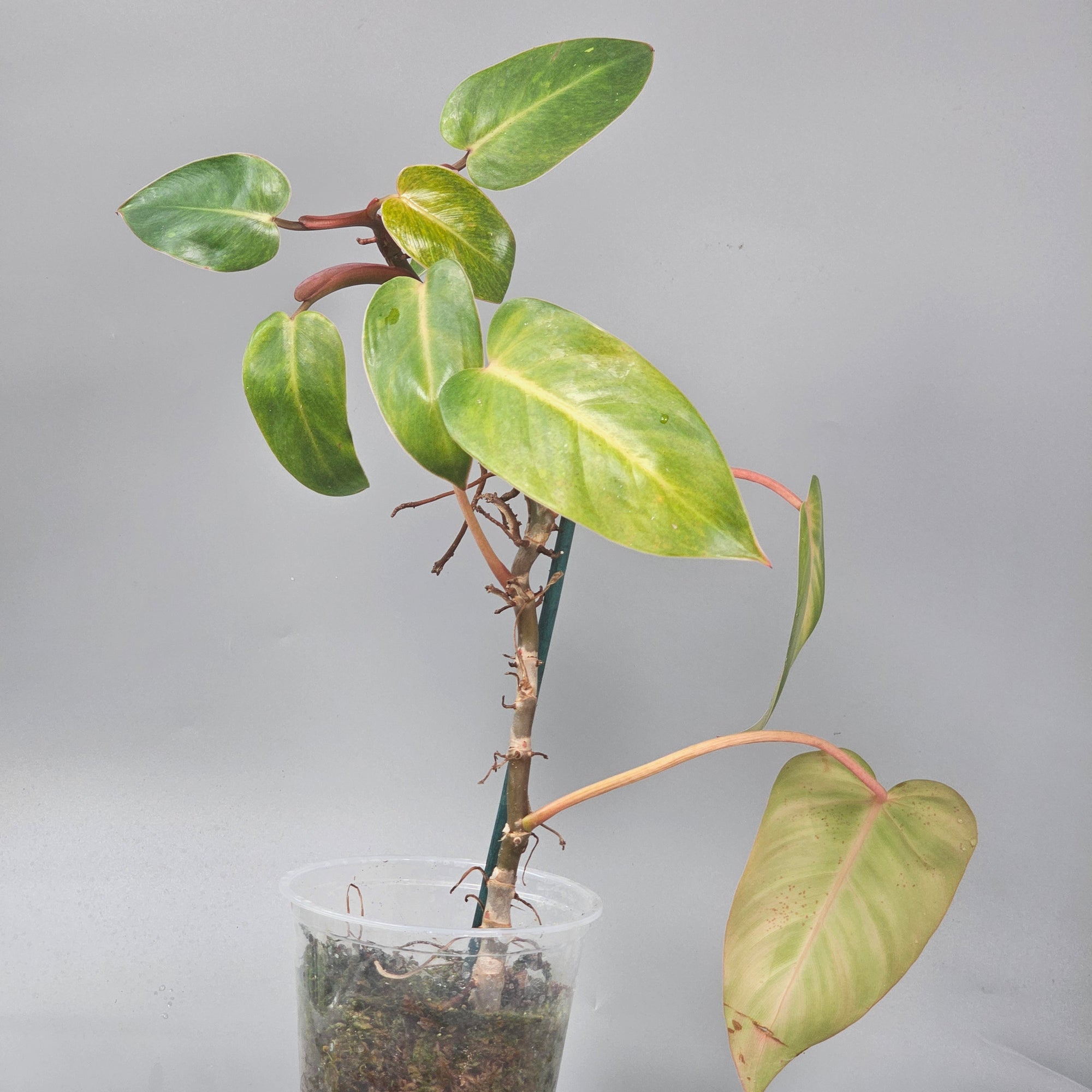 Philodendron Painted Lady