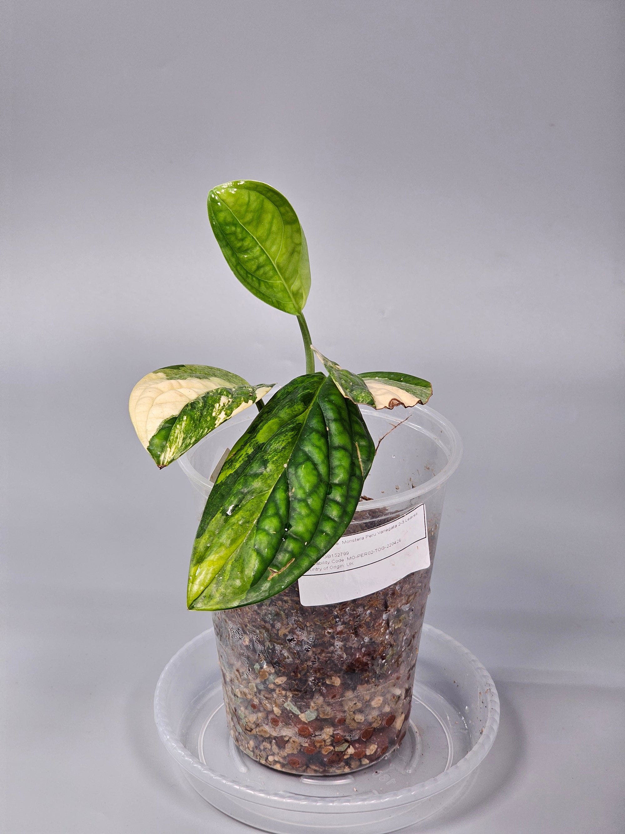 Monstera Peru Variegata 2-3 Leaves - B | Rare Houseplants