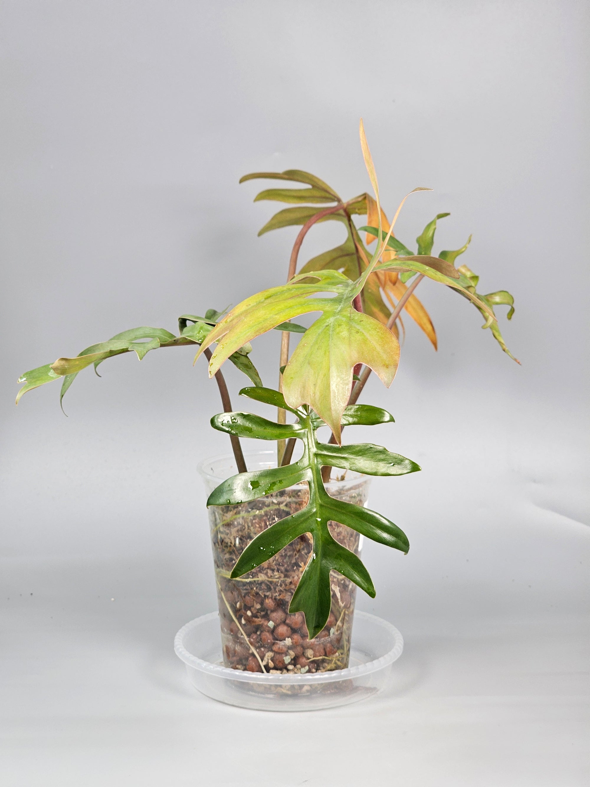 Philodendron Mayoi - A | Rare Houseplants