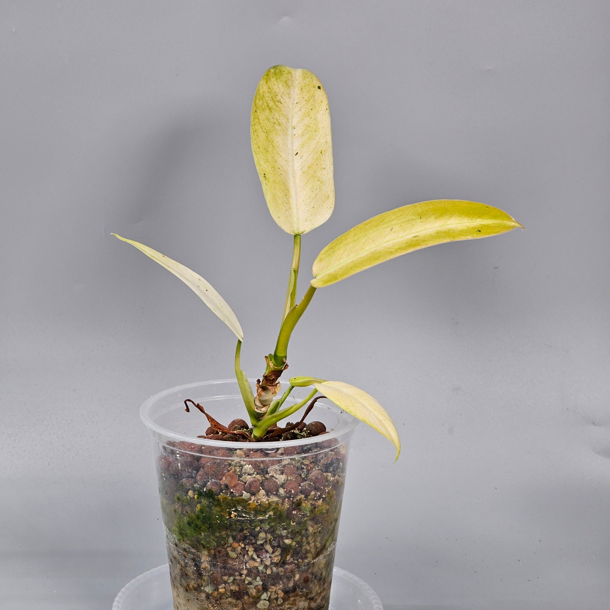 Philodendron whipple way