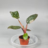 Philodendron 'Pink Princess' - A | Rare Houseplants