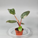 Philodendron 'Pink Princess' - A | Rare Houseplants