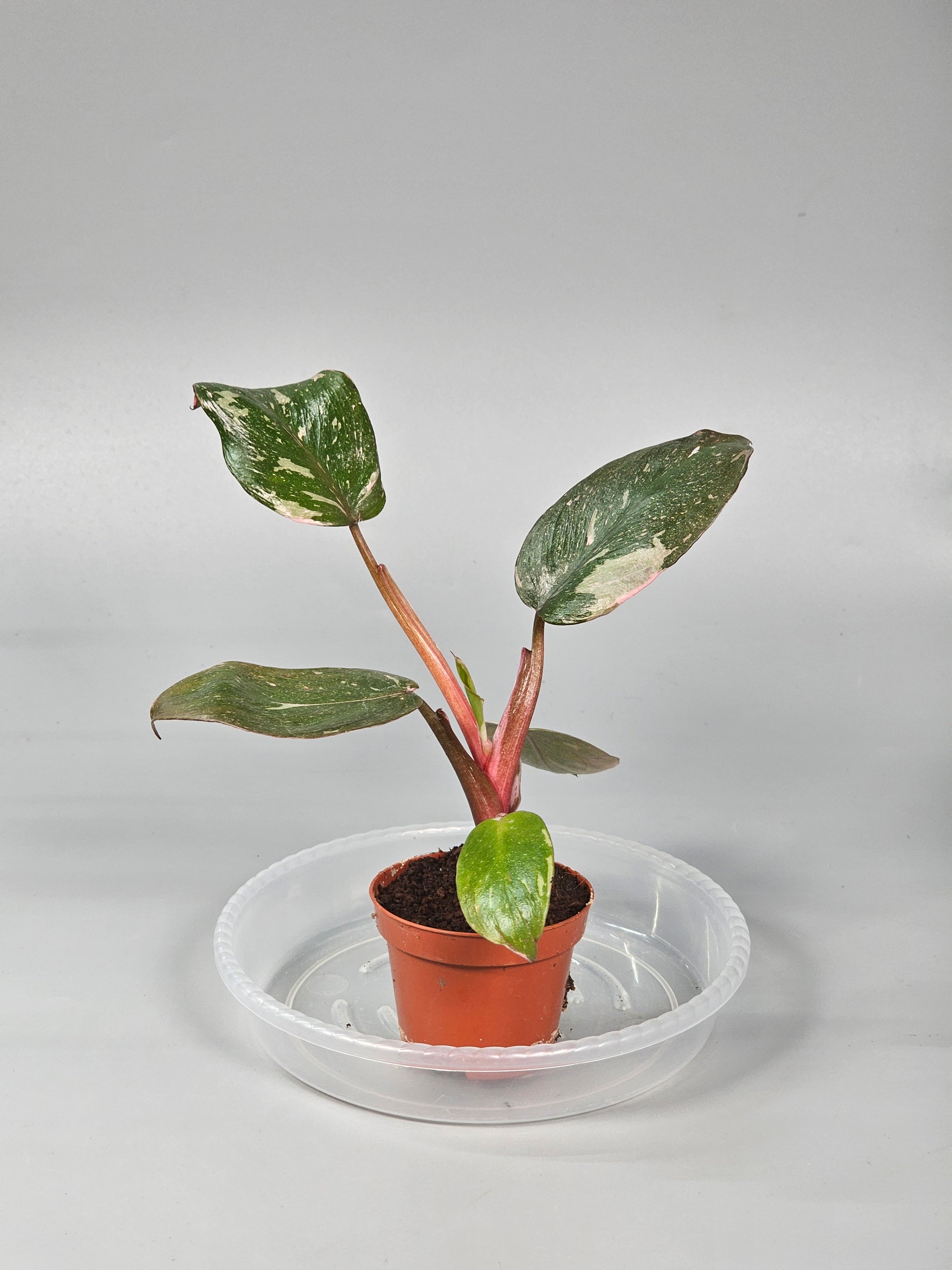 Philodendron 'Pink Princess' - A | Rare Houseplants