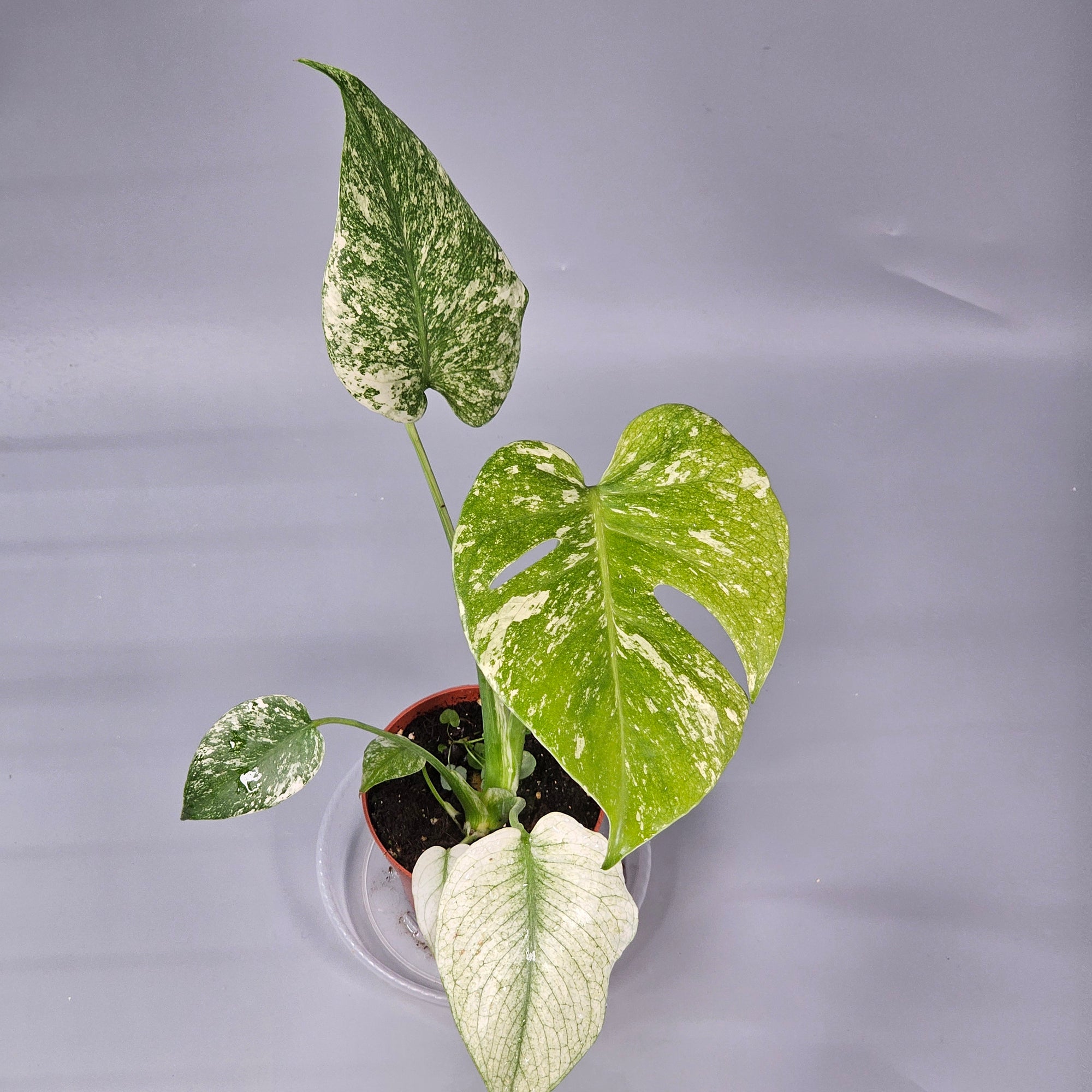 Monstera Mint