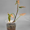 Syngonium Red Spot Tricolour - A | Rare Houseplants