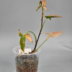 Syngonium Red Spot Tricolour - A | Rare Houseplants