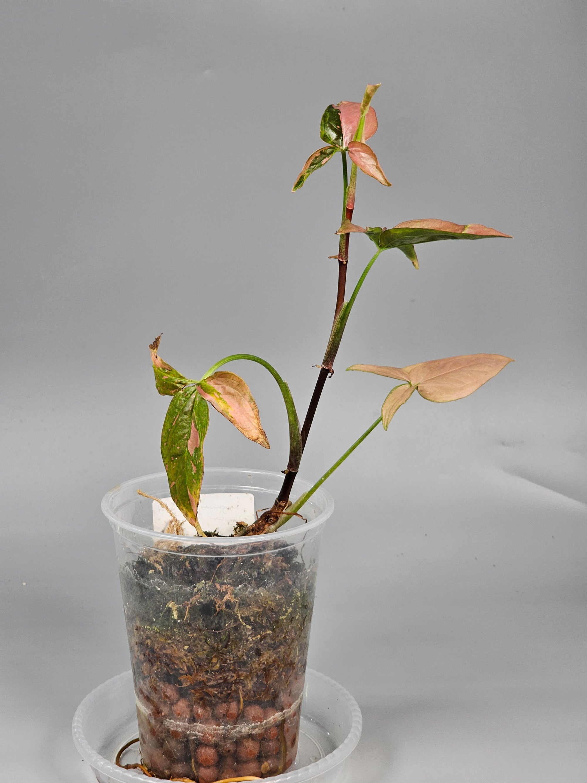 Syngonium Red Spot Tricolour - A | Rare Houseplants