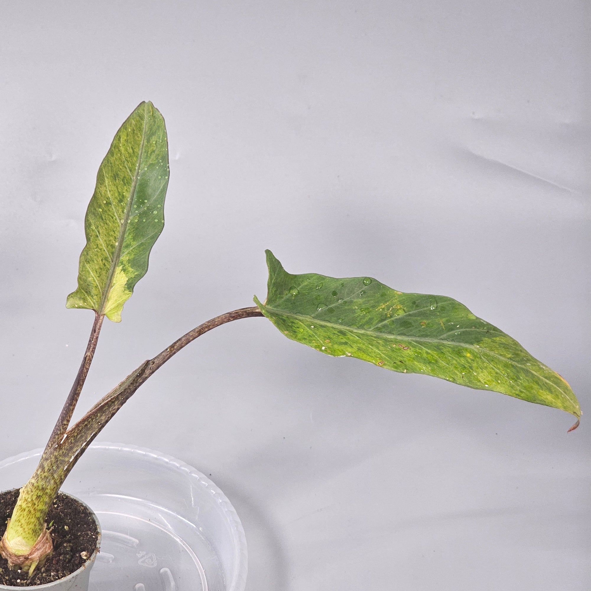 Alocasia Lauterbachiana