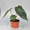 Anthurium Papillilaminum (p 10.5) - B | Rare Houseplants