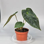 Anthurium Papillilaminum (p 10.5) - B | Rare Houseplants