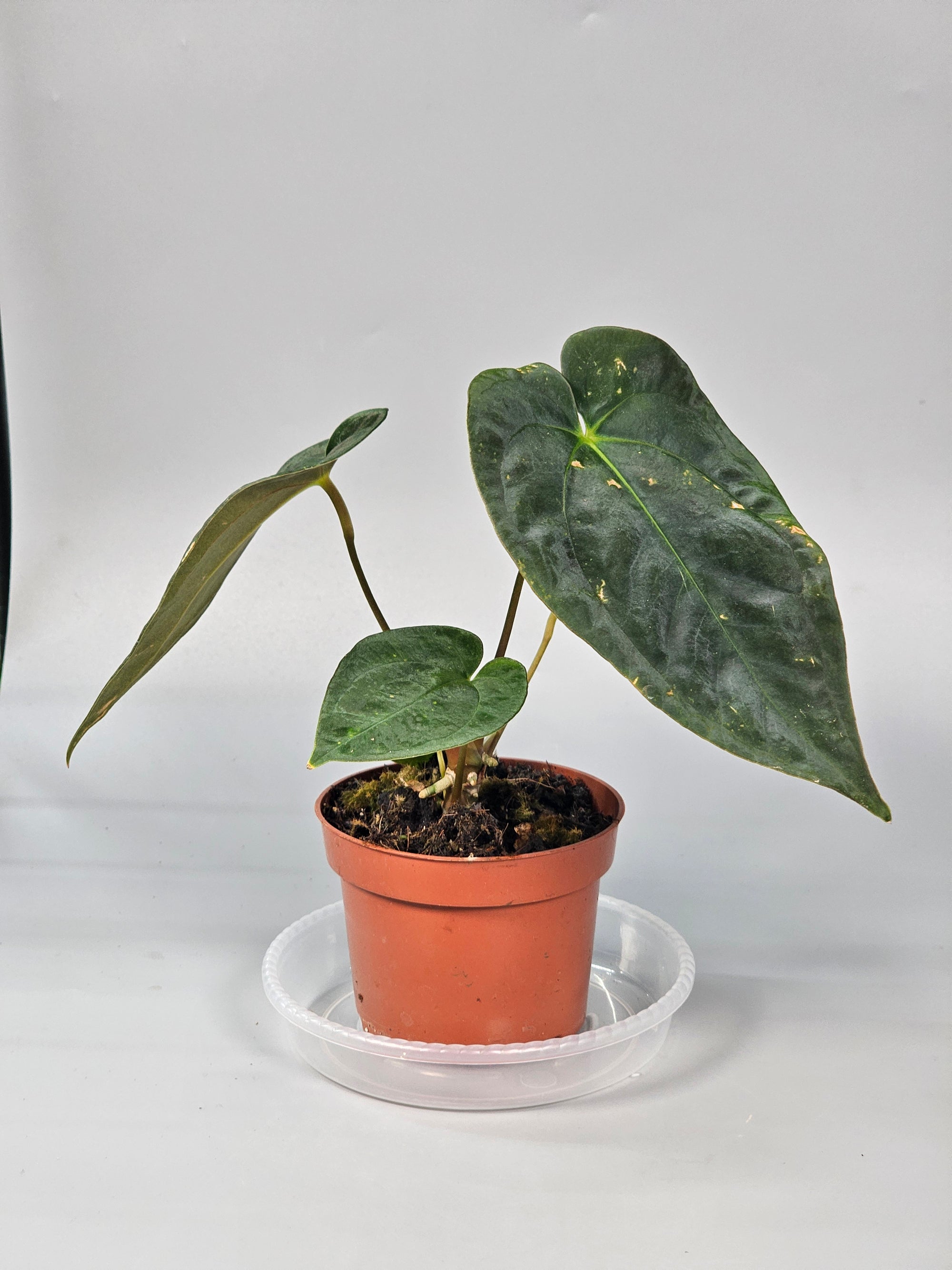 Anthurium Papillilaminum (p 10.5) - B | Rare Houseplants
