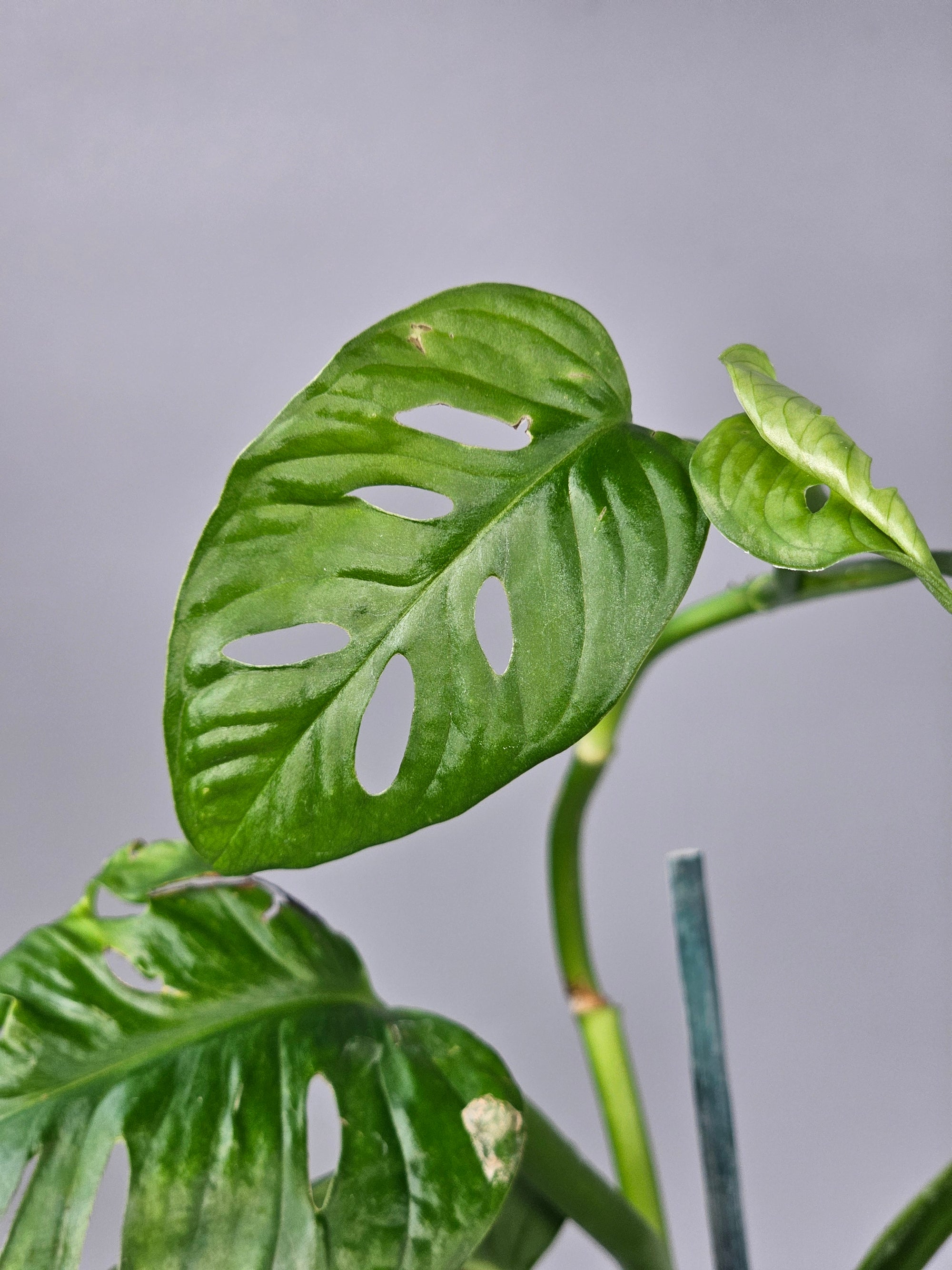 Monstera Adansonii 'variegata' - F | Rare Houseplants