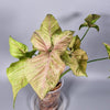 Rare Houseplants - Syngonium Milk Confetti - Odd Leaf