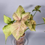 Rare Houseplants - Syngonium Milk Confetti - Odd Leaf