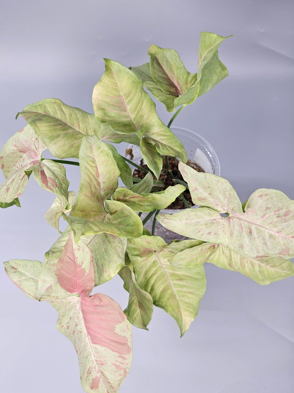 Rare Houseplants - Syngonium Podophyllum 'milk Confetti' - A | Rare Houseplants - Odd Leaf