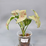 Rare Houseplants - Syngonium Podophyllum 'milk Confetti' - B | Rare Houseplants - Odd Leaf