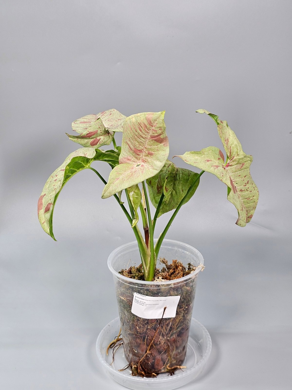 Rare Houseplants - Syngonium Podophyllum 'milk Confetti' - B | Rare Houseplants - Odd Leaf